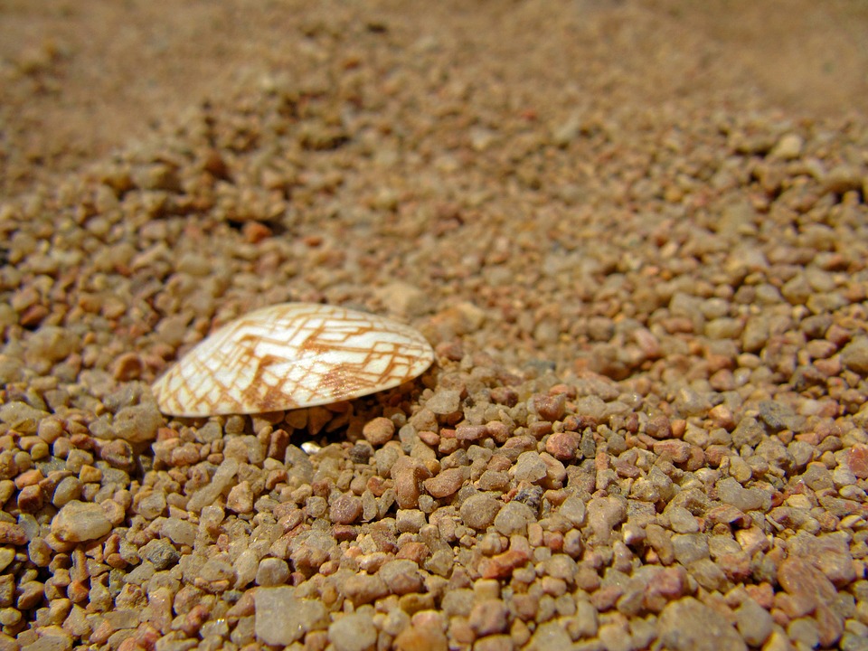 cockle-shell-571905_960_720